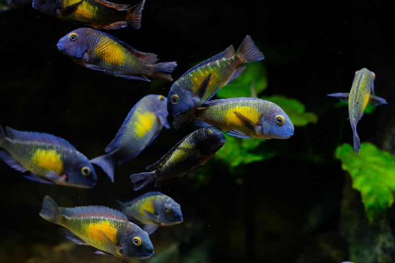 Tropheus moorii 'Kasakalawe'